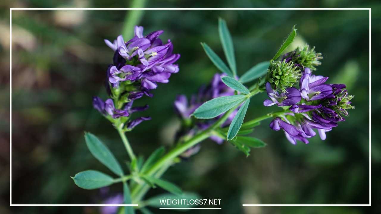 Alfalfa 