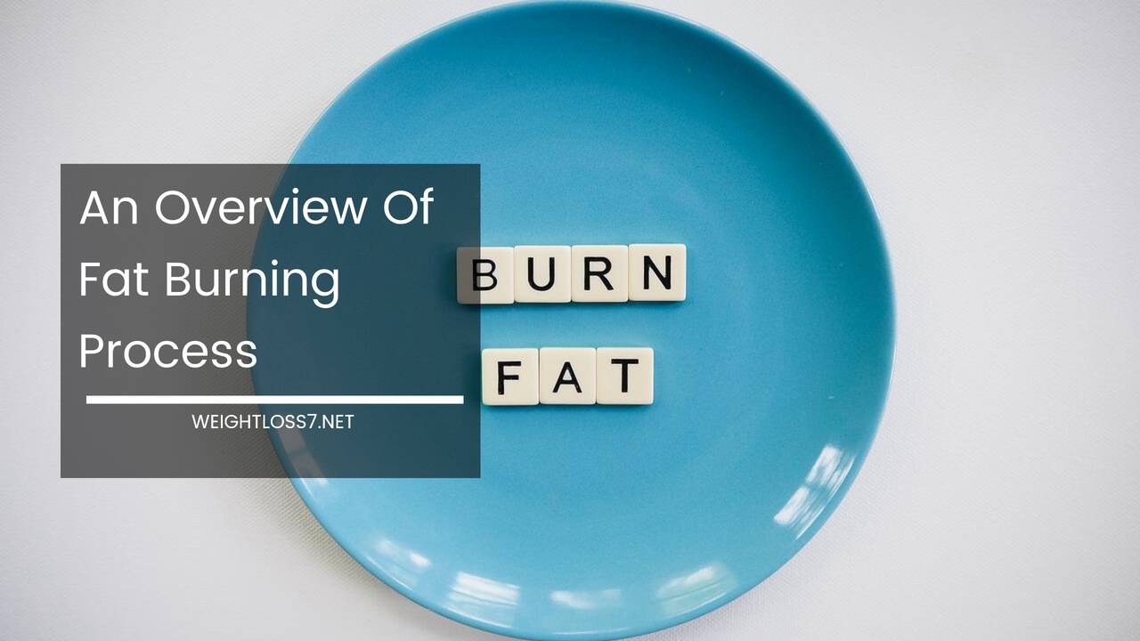 An Overview Of Fat Burning Process