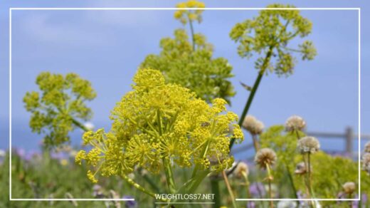 Asafoetida