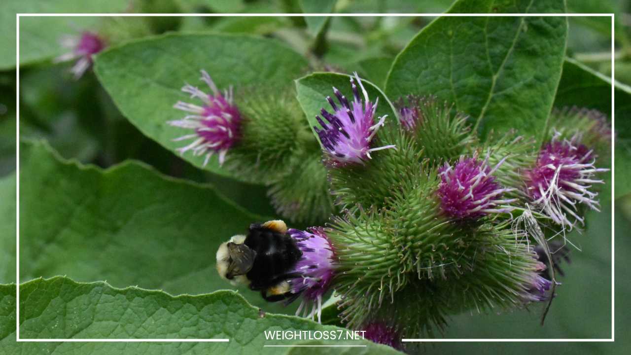 Burdock 