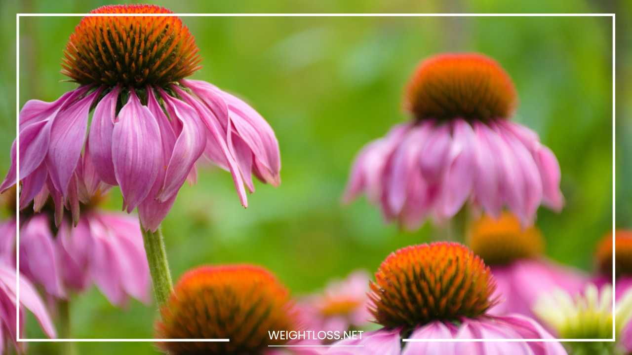 Echinacea 